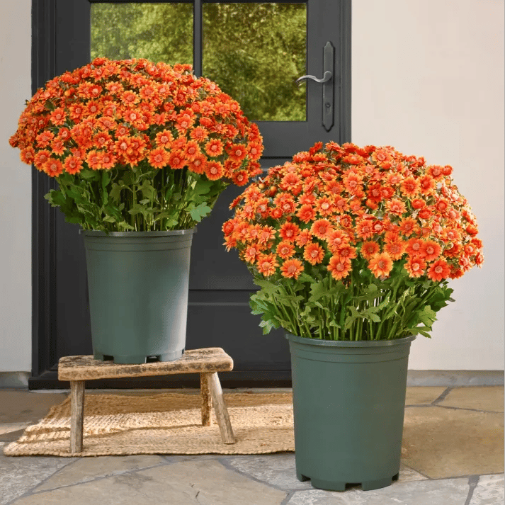 💥 Artificial Outdoor Sunset Mums Flowers - UV resistant, Waterproof, Windproof