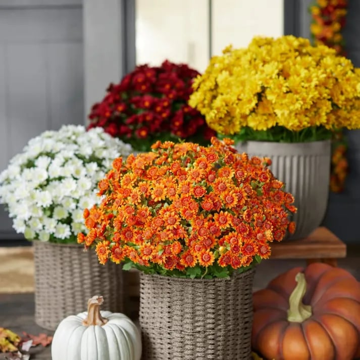 💥 Artificial Outdoor Sunset Mums Flowers - UV resistant, Waterproof, Windproof